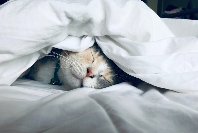Why Good Sleep Is Non-Negotiable